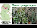 Часть семейства Ароидные комнатное растение СЦИНДАПСУС (Scindapsus) моя небольшая коллекция