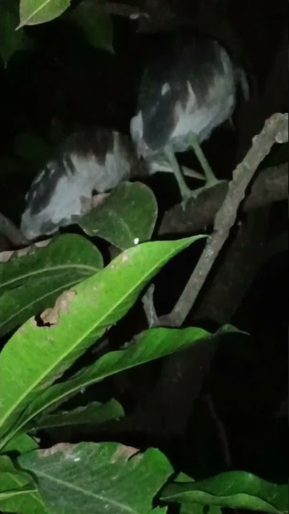 burung blekok ku masih setia