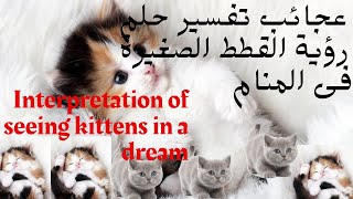 عجائب تفسير حلم رؤية القطط الصغيرة فى المنام | منوعات