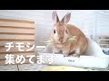 うさぎが突然チモシーを必死に集め始めました#124