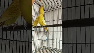 my breeding setup for Australian budgies Parrots ? ? ?