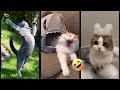 Funny Cats 2024 🐠Try Not To Laugh 🥠Mewmew Part 6045 Funny Cats 2024 🐠Try Not To Laugh 🥠Mewmew Part 6045
