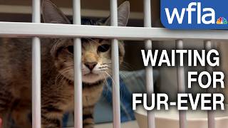 Hundreds of pets ready for fur-ever homes at SPCA Florida Clear the Shelters