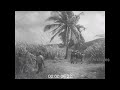 Jamaican Sugar Plantation, 1950s - Film 1093794