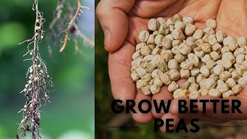 Grow BETTER Peas: Why Seed Inoculation Matters