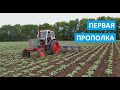 ПЕРВАЯ ПРОПОЛКА ПОДСОЛНУХА АРИЗОНА НА ЮМЗ-6