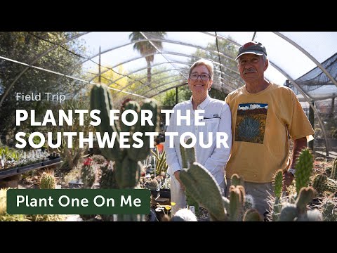 Video: Southwestern Succulent Planting Guide – When To Plant Succulents in the Southwest