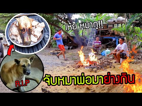 วีดีโอ: วิธีการอยู่รอดสัปดาห์แรกกับลูกสุนัขตัวใหม่