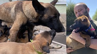 The puppies are seven weeks old. Feeding the predators