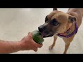 Sammy video