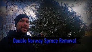 Double Norway Spruce Removal