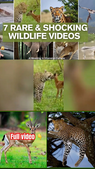 🤯 Rare Wildlife: 7 animal caught on camera will blow your mind #shorts