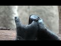 Baby Gorilla Clings to Mother at Prague Zoo - 1503592