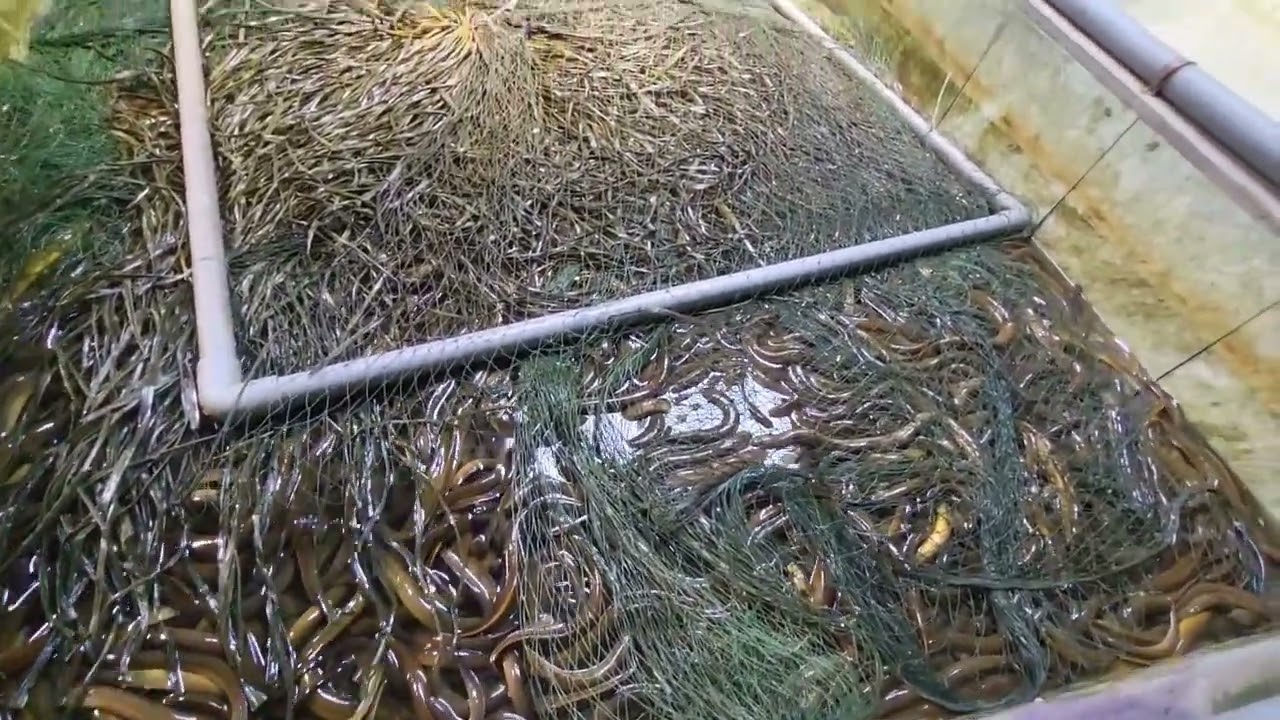 Giải pháp thay nước cho lươn tự động cực kỳ đơn giản | HiFarm