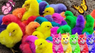 Menangkap Ayam lucu, Ayam warna warni, Ayam rainbow, Bebek,Angsa, kucing, Ikan, Ikan Cupang