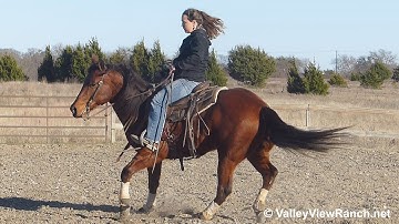 LB Smart Chic***For info, price, etc., go to our website*** ValleyViewRanch.net