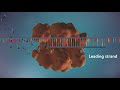 Dna replication   yourgenome