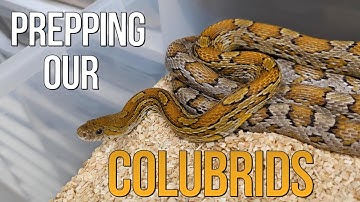 BRUMATION IS OVER! Now What?