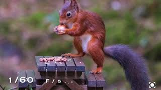 Wildlife Photography From Argaty Studio Hide, Scotland - Red Squirrel Fun And Antics