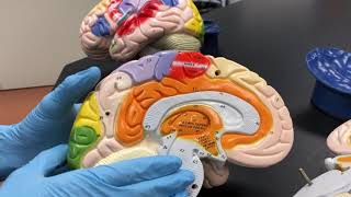 Brain Model