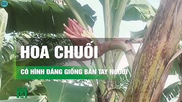 Xôn xao cây chuối “lạ”, nở hoa hình bàn tay người ở Tiền Giang | VTC14