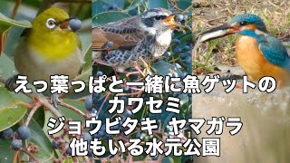 水元公園2023年 初撮り16種の野鳥