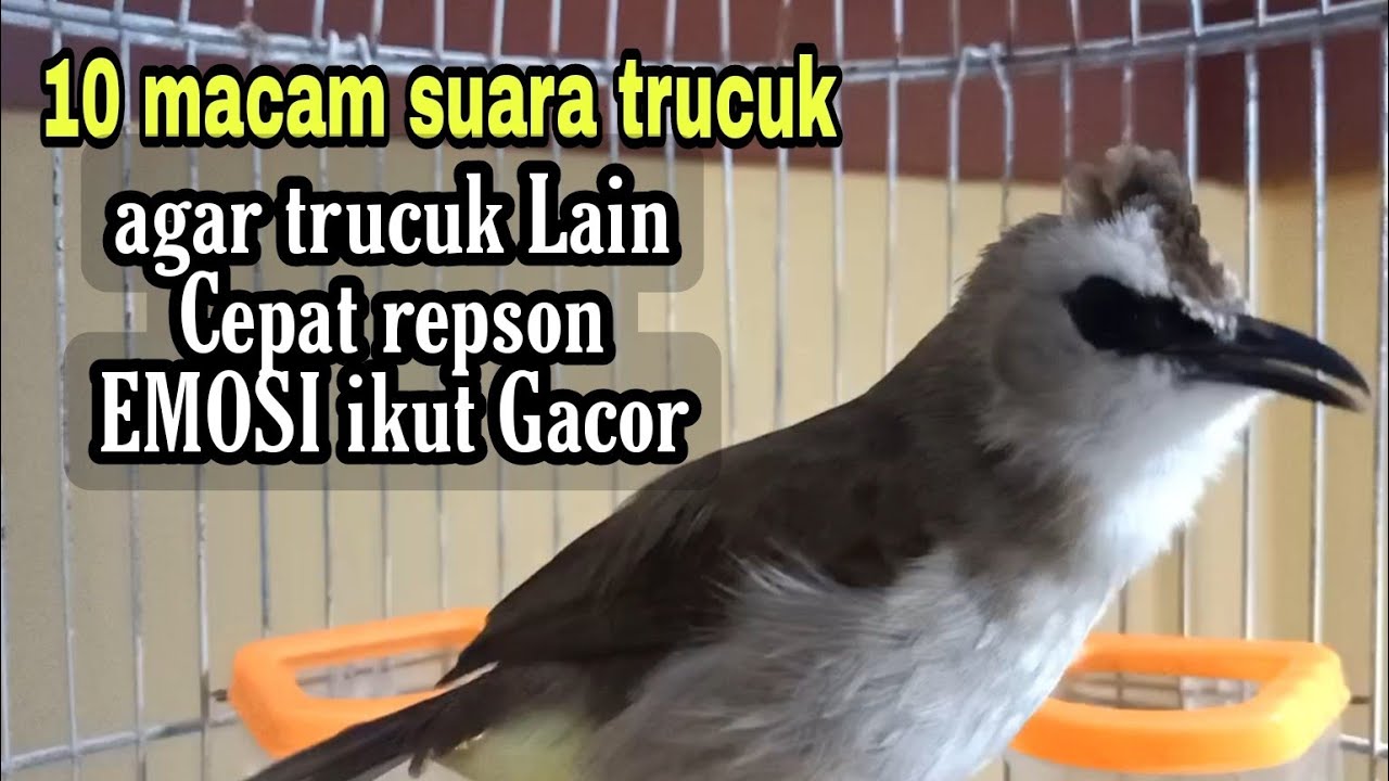 pancingan trucukan EMOSI ngotot ini bikin trucukan Lain seketika ikut Ngamuk rajin bunyi Buka paruh