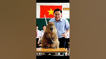 Capybara bị Tuyền troll nhưng lại nhầm sang thầy Huy #capybara