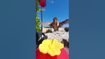 Hummingbird caught snacking in 4K 🐦 | Insta360 GO Ultra