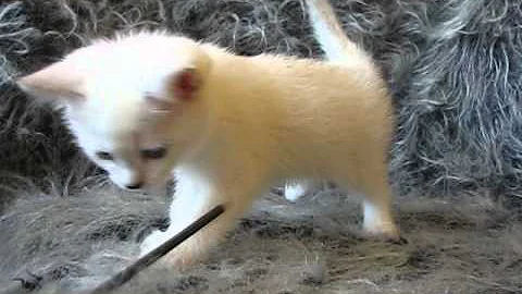 Video 508361: british chinchilla cat, british blue cat, blue eyed british