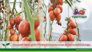 видео Лучшие сорта томатов для теплиц