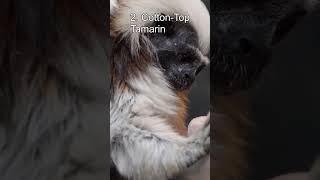 Top 5 Rare And Unique Animals