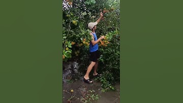 Satisfying harvest rambutan fruit. #satisfying #farmlife #nature #fruit #harvest #rambutan #shorts