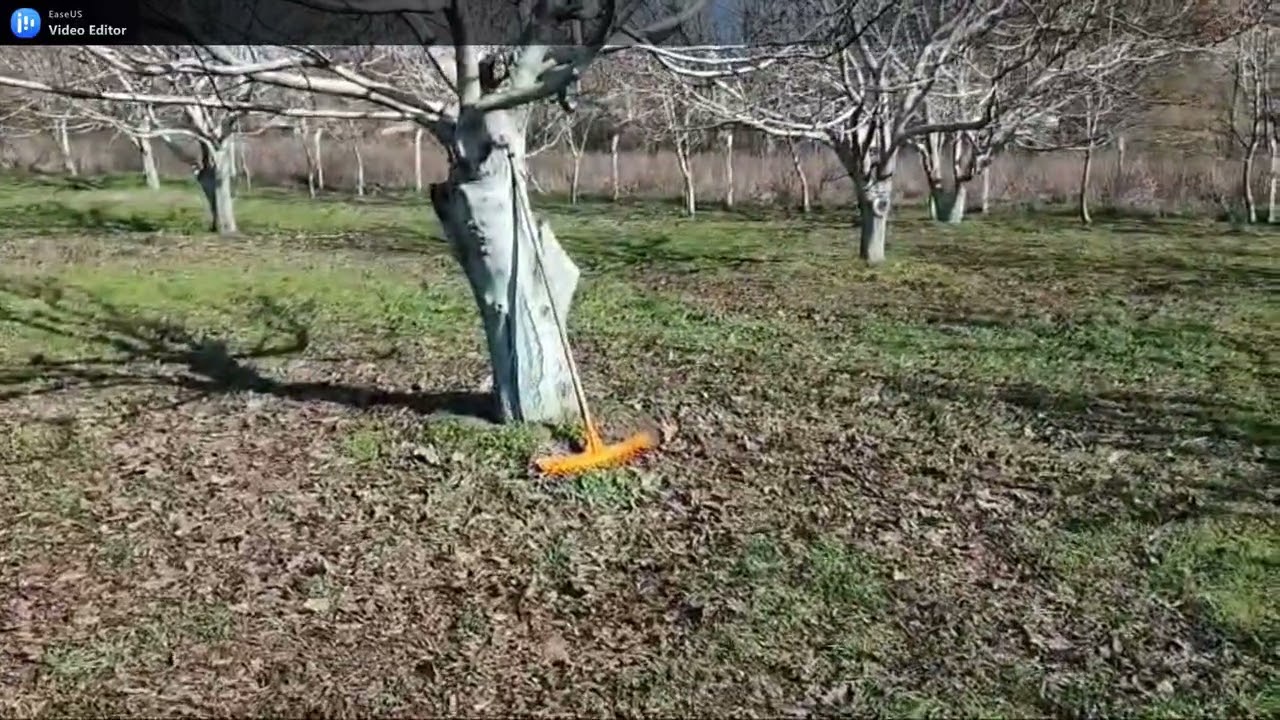 5 Dönümlük Arazide Başarılı Ceviz Üretimi Nasıl Yapılır?