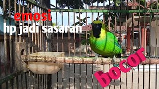 Download Lagu Cucak ranting gacor ngotot pull emosi mencari lawan//pancingan yg lain MP3