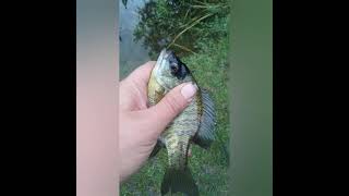 Shoreline fishing bass count day 1