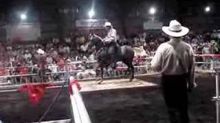Caballos trotadores, Fogoso