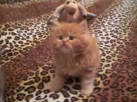 Fratellini Rosso E Grigio Nati Il 04032014 Youtube