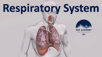 Human Organ Systems Part 2 - Human Respiratory System 3D Animation - How lungs work?