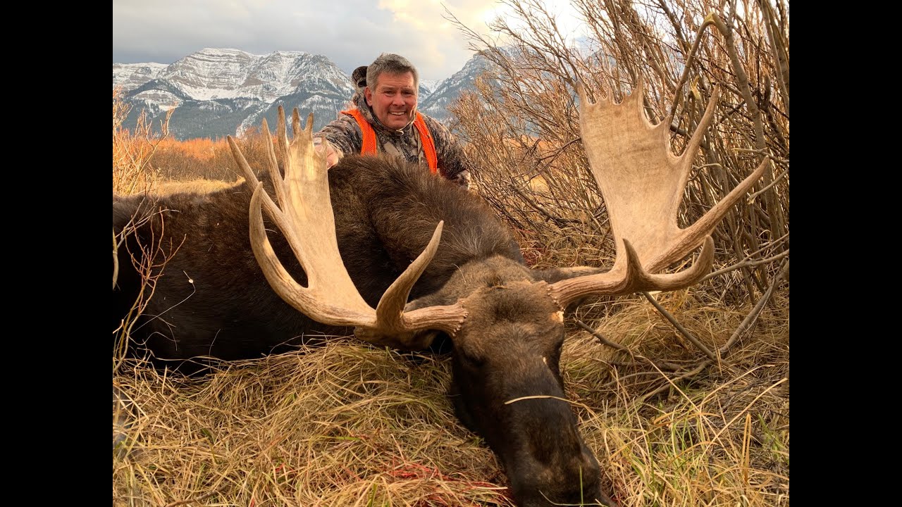 Moose Hunting Montana 2019 YouTube