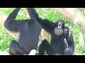 Siamang Gibbons howling at Miami Metrozoo