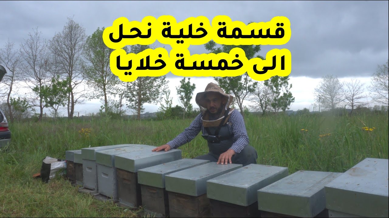 طريقة مبتكرة لتقسيم خلية نحل إلى 5 خلايا وتحسين محصول العسل ح66