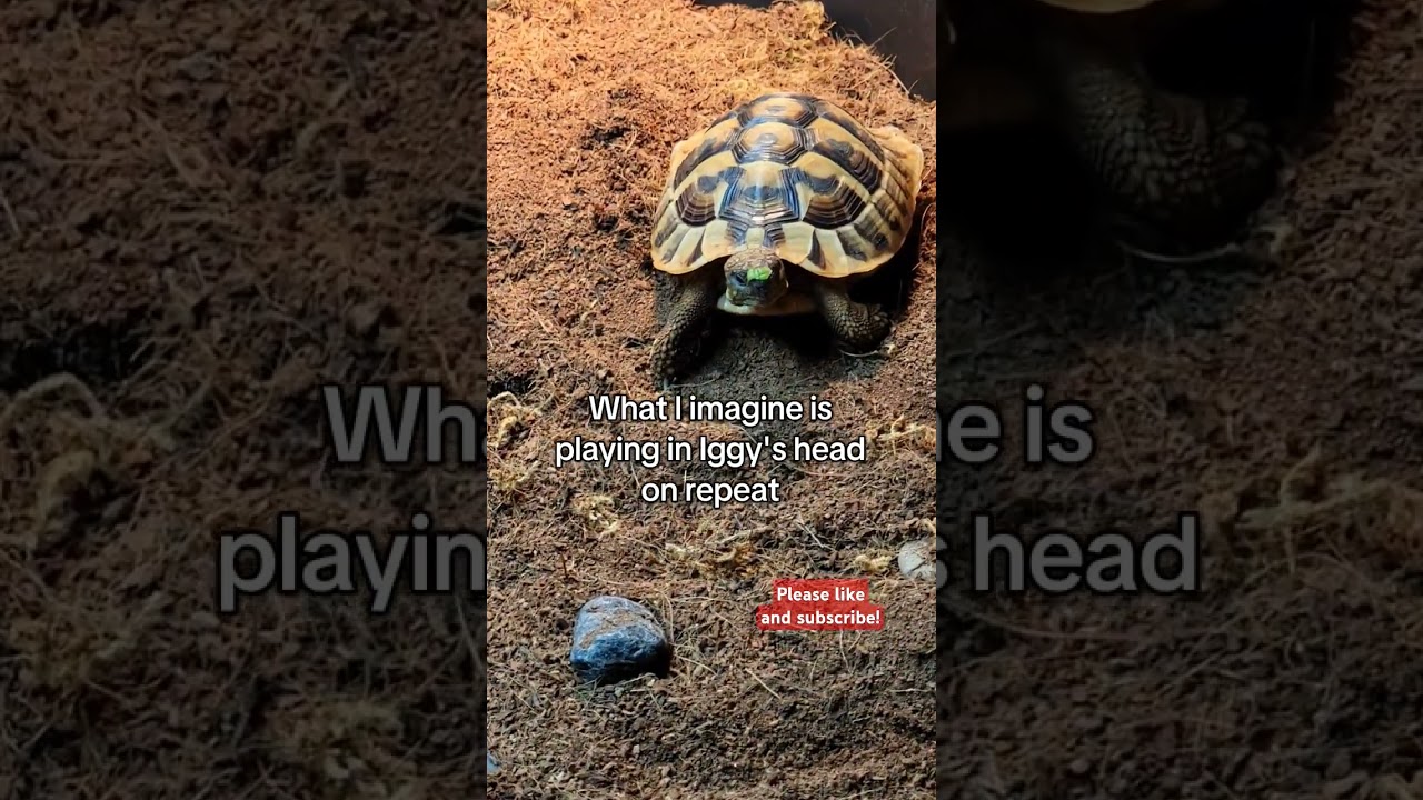 #pettortoise