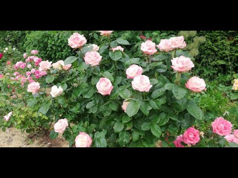 КАКИЕ РОЗЫ ЗИМУЮТ БЕЗ УКРЫТИЯ