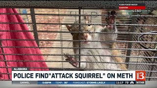Police find attack squirrel on meth