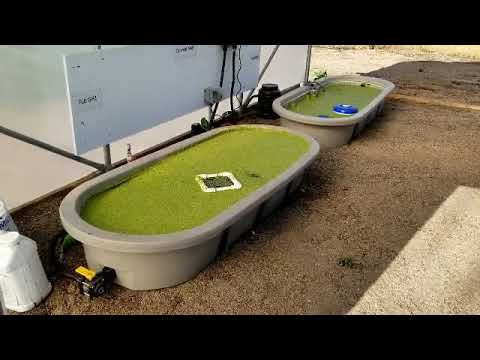 duckweed-project-v9