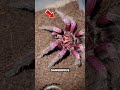 😱 This Giant Spider Is Not What You Think! 🕷️ #Shorts #YouTubeShorts #usa