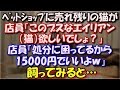 【ＧＪ】 ペットショップに売れ残りの猫がいた。店員「このブサイクなエイリアン（猫）欲しいでしょ？」私「は？」店員「処分に困ってるから15000円でいいよｗ」飼ってみると… スカッと修羅場ラバンダ