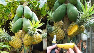 Unlocking the Secret of Growing Papaya for Delicious Pineapple