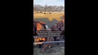 Ressler Land & Cattle Aberdeen Livestock 3.24.25